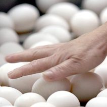 Therapeutic protein production in chicken eggs
