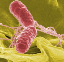 Egg producers may struggle to control Salmonella following cage ban