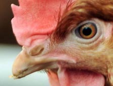 FDA prohibits use of some antimicrobial drugs in poultry