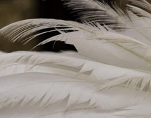 Indian researchers discover micro-organism for chicken feather disposal