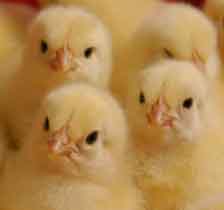 Report suggests brighter outlook for poultry in 2012