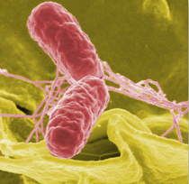 Salmonella control programme works in German poultry