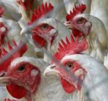 Indian poultry industry heading towards crisis, experts warn