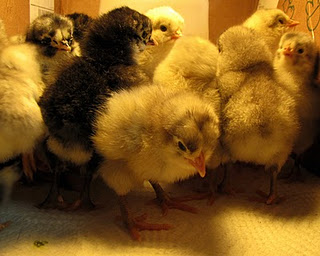 East Java to prevent bird flu