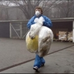 First H5N1 case in Denmark poultry