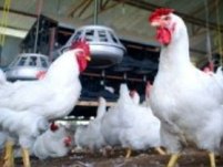 Diamond V product benefits broiler breeder profitability