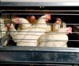 Cage ban bill introduced to US House of Representatives