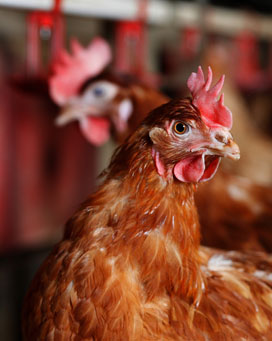 Downstream investments increases power of genetics companies