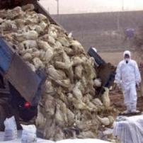 South Korea begins culling