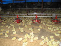 Early feed intake paves way to good overall performance