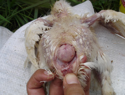 The BB index assists on assessing flock health
