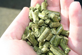 Fibre plays a supporting role in poultry nutrition