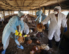 Bird flu prompts mass poultry cullings in India