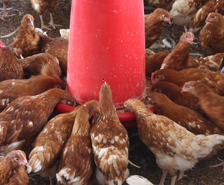 US: AFBF opposes antibiotic restrictions in poultry feeds