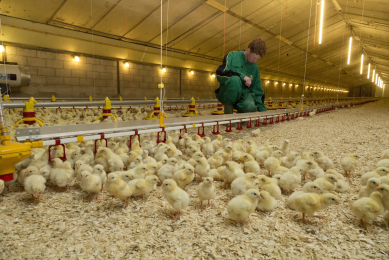 Dry litter largely depends on management skills