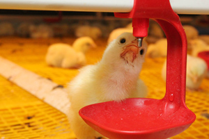 Necessities for broiler performance and liveability