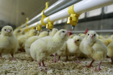 Sanitised waterlines for healthy next flock