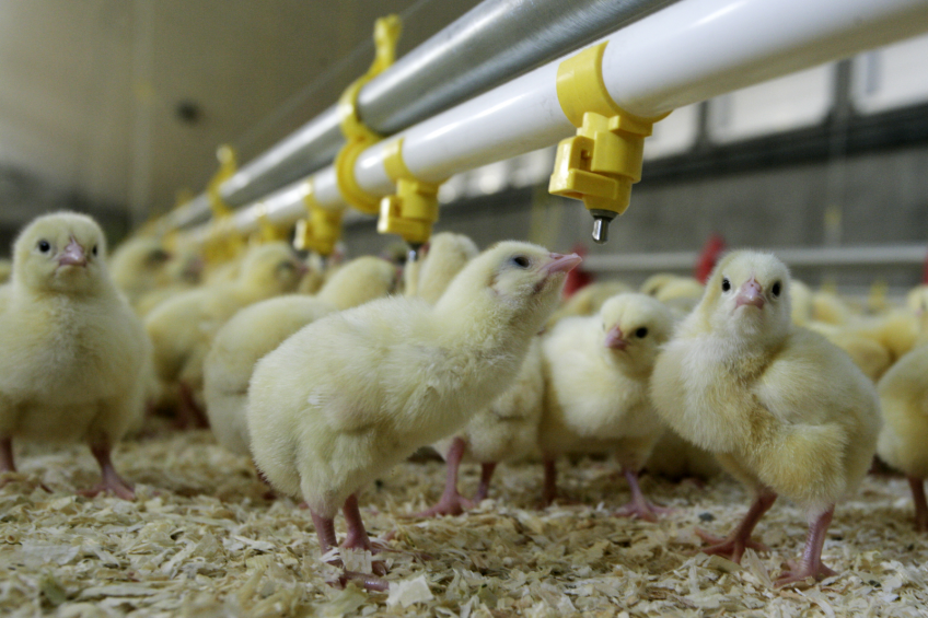Sanitised waterlines for healthy next flock