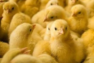 Building a continuous nutrient link in broilers