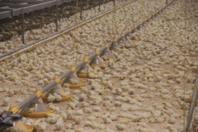 Light day-old chicks need higher ambient heat in early life