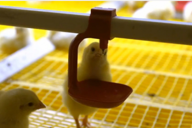 New! BroMaxx Mobile Conveyor broiler harvesting system