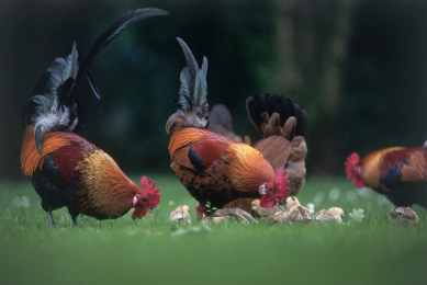 ELPHA to represent European poultry industry