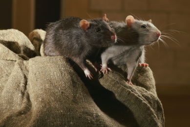 Top tips for eliminating rodents on the poultry farm