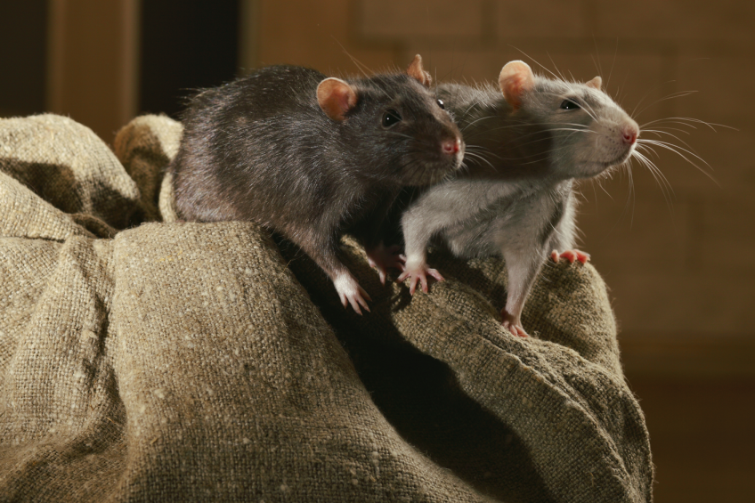Top tips for eliminating rodents on the poultry farm