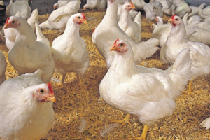 Moy Park invests in new state-of-the-art poultry house