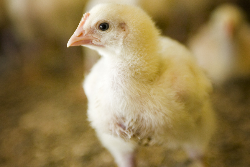 Broiler Breeding Webinar