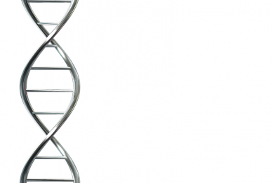 Scientists genetically engineer chicken embryo with snout