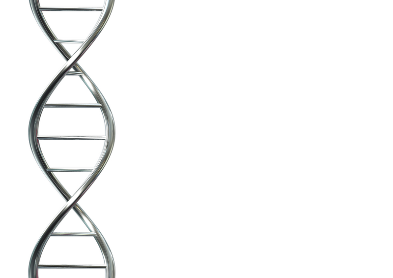 Scientists genetically engineer chicken embryo with snout