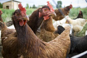 Parasite control can reduce hen mortality
