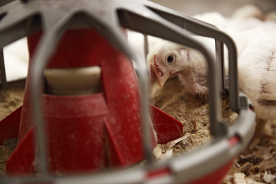 Counteracting heat stress  in poultry production
