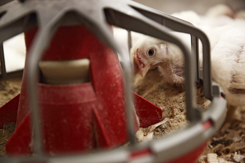 Counteracting heat stress  in poultry production