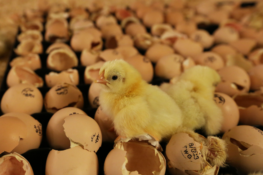 EBRD helps to modernise poultry production in Jordan