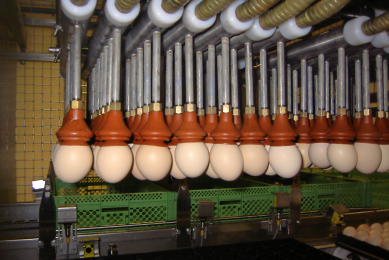 Breeder age to determine incubation settings