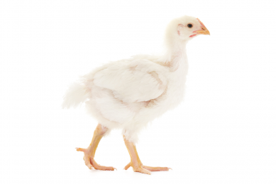 Use of Lysoforte Booster dry in broilers and turkeys