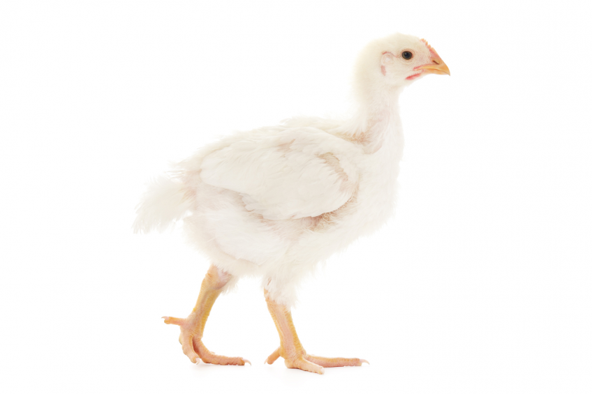 Use of Lysoforte Booster dry in broilers and turkeys