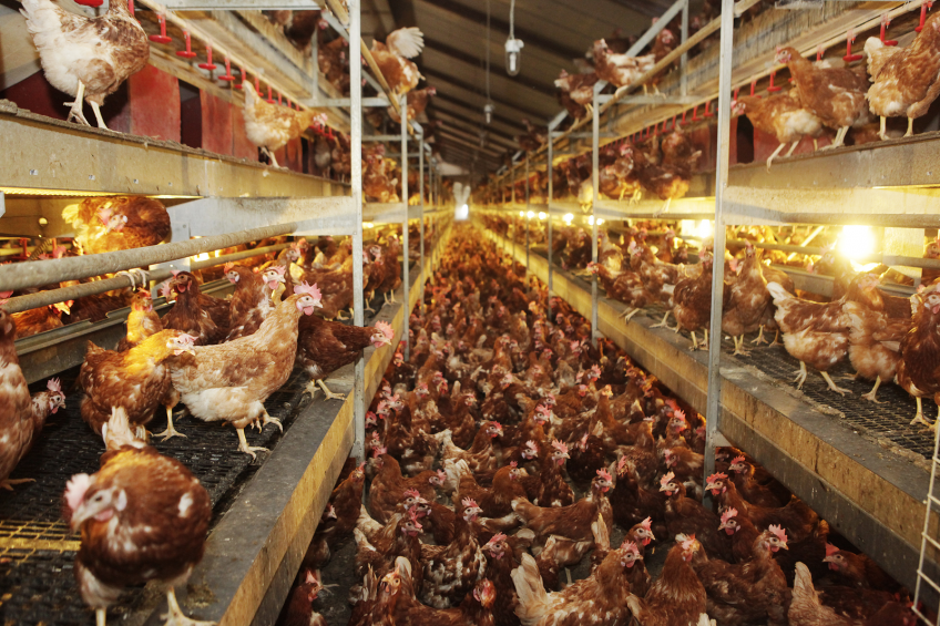 Disinfection during lay keeps birds healthy
