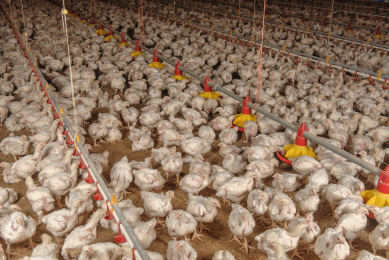 Getting the top performing flock