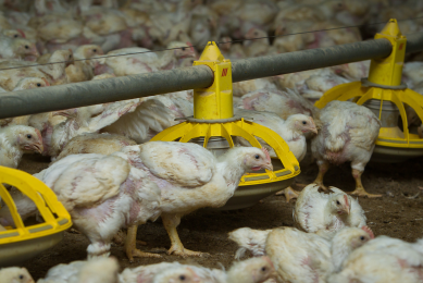 Improving performance during mycotoxin exposure