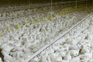 Successful antibiotic free broiler production