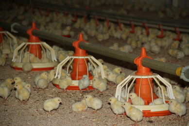 Fighting pathogens with organic acid synergies