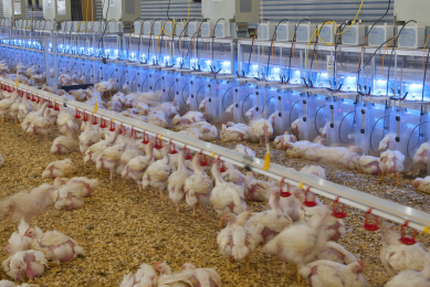Tackling future meat consumption needs
