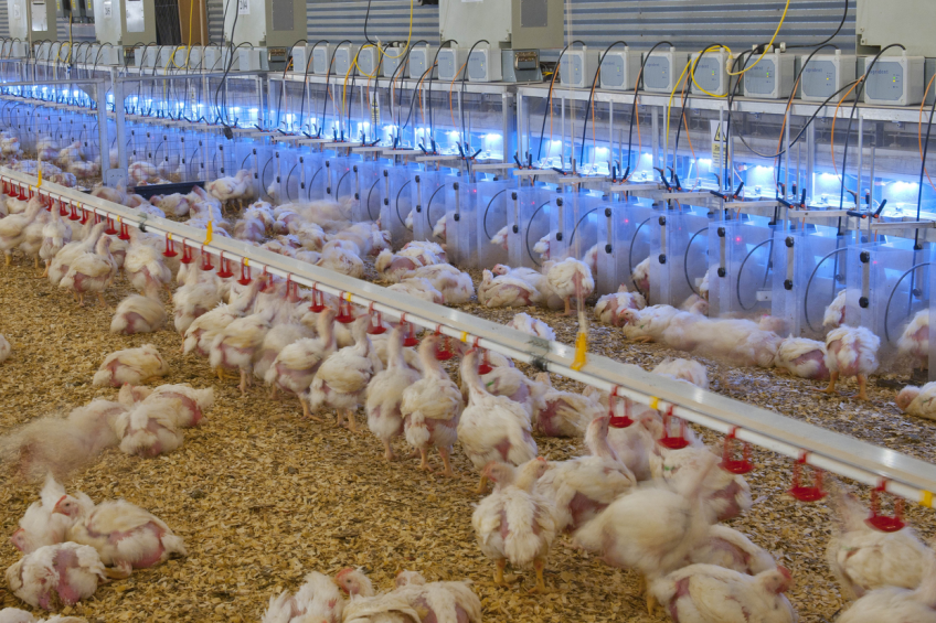 Tackling future meat consumption needs