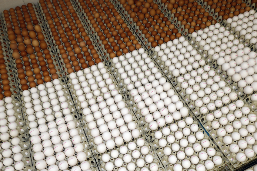 Reviewing 50 years  in the egg industry