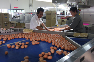Egg enrichment for health and marketing