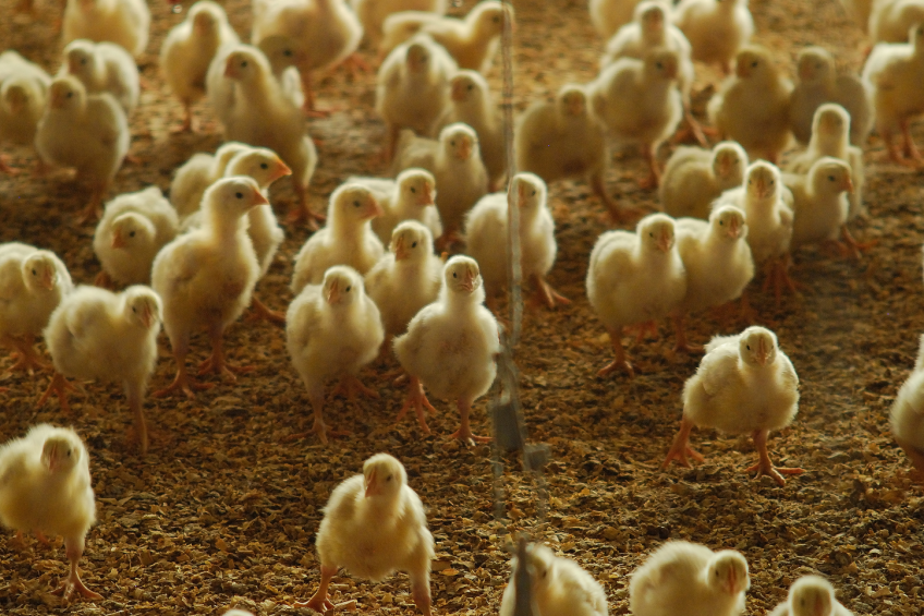 Vaccination decreases resistance in coccidiosis