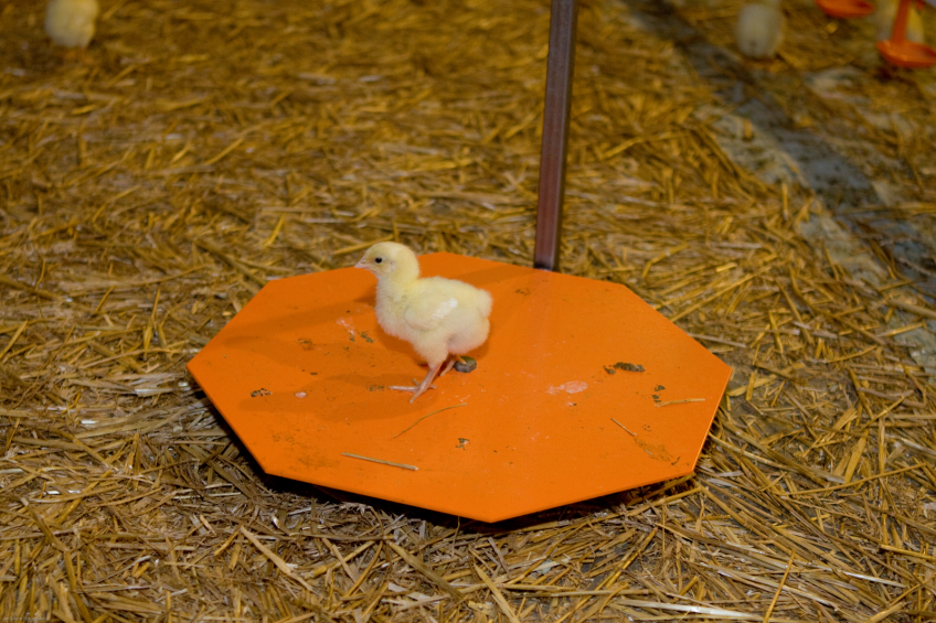 The weight gain of broilers is exceptional, but even more breast meat can be achieved with the addition of vitamin D. [Photo: Jan Sibon]
